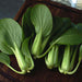 Pak Choi Green Fortune F1 Cabbage