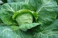 Pixie Baby Cabbage