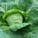 Pixie Baby Cabbage