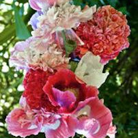 French Flounce Poppy — Rohrer Seeds