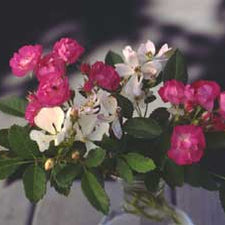 angel rose seeds Angel Wings Miniature Rose — Rohrer Seeds