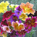 Stained Glass Salpiglossis
