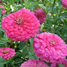 Raspberry Sorbet Zinnias — Rohrer Seeds