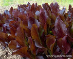 Sea Of Red Lettuce