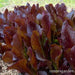 Sea Of Red Lettuce