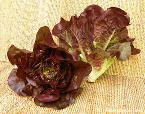 Ruby Gem Romaine Lettuce