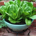 Sweetie Baby Romaine Container Lettuce