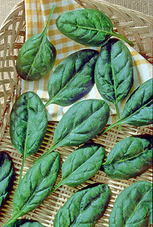 Catalina Baby Leaf Spinach