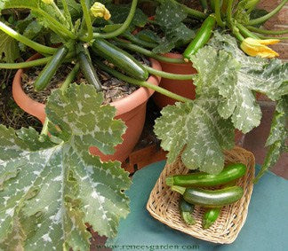 zucchini plant container
