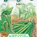 Organic Bean Seeds - USDA Jade (70 Seeds)