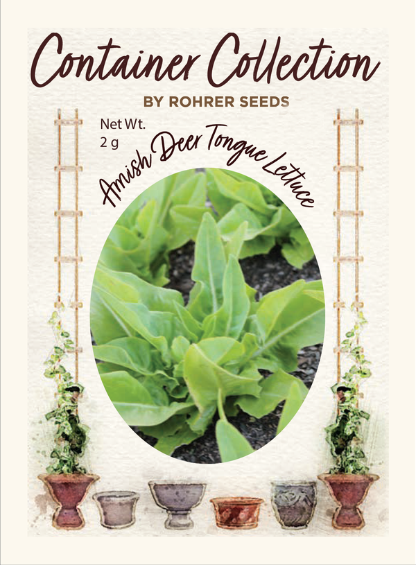 Amish Deer Tongue Lettuce (1,500 seeds), Container Collection