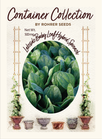 Lakeside Hybrid Spinach (225 seeds), Container Collection