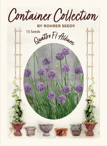 Quattro F1 Allium (15 seeds), Container Collection