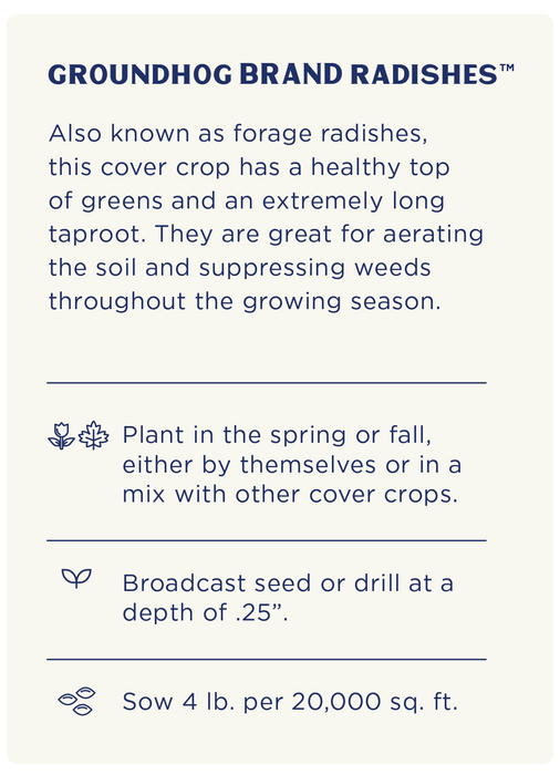 Groundhog Radish, Cover Crop Seeds