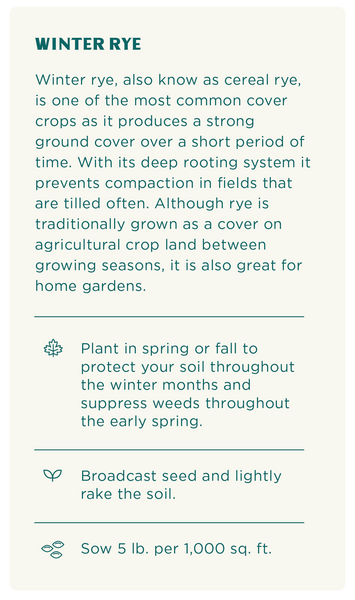 Winter Rye, Cover Crop Seeds | Rohrer Seeds