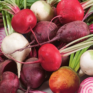 Rainbow Blend beets grown from seed.