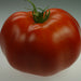 Ramapo F1 Hybrid Tomato Seeds