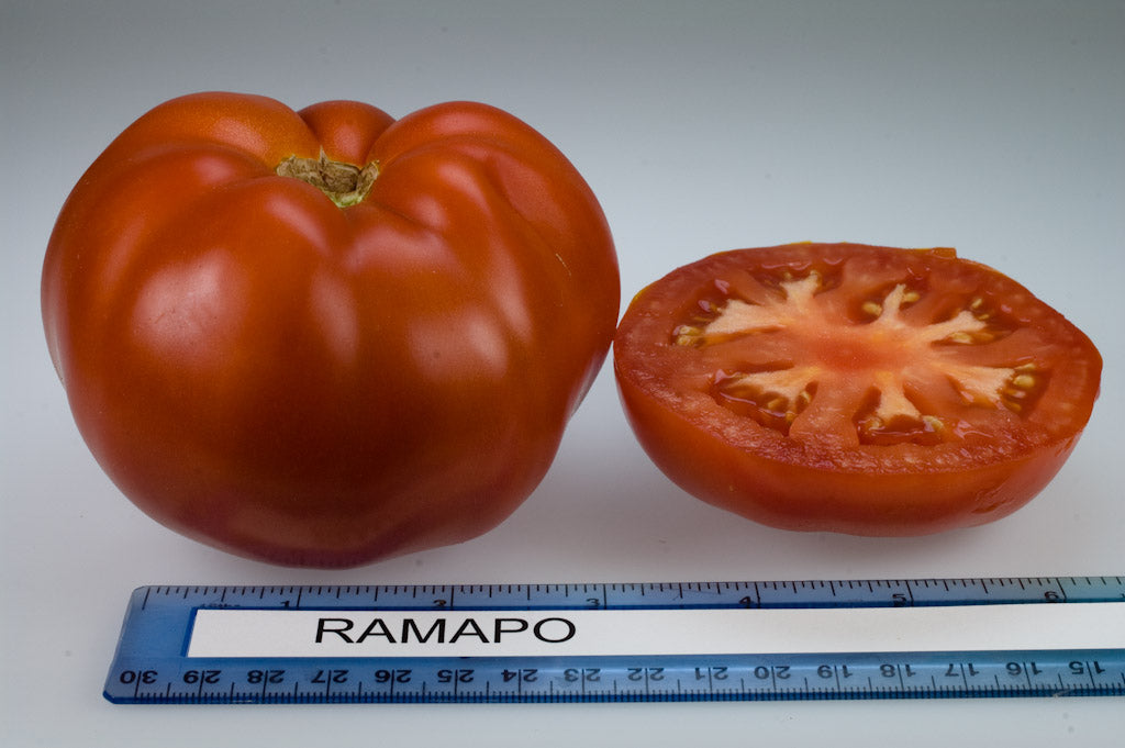 Ramapo F1 Hybrid Tomato Seeds