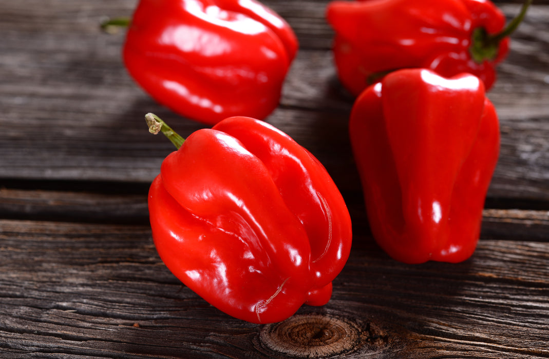 Organic Hot Pepper Seeds - USDA Red Habanero (30 Seeds)