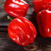 Organic Hot Pepper Seeds - USDA Red Habanero (30 Seeds)