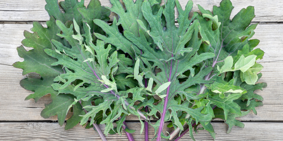 Red Russian Kale Seeds Red Russian Kale (1 Oz)