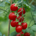Ruby Crush Grape Tomato (10 seeds), Container Collection