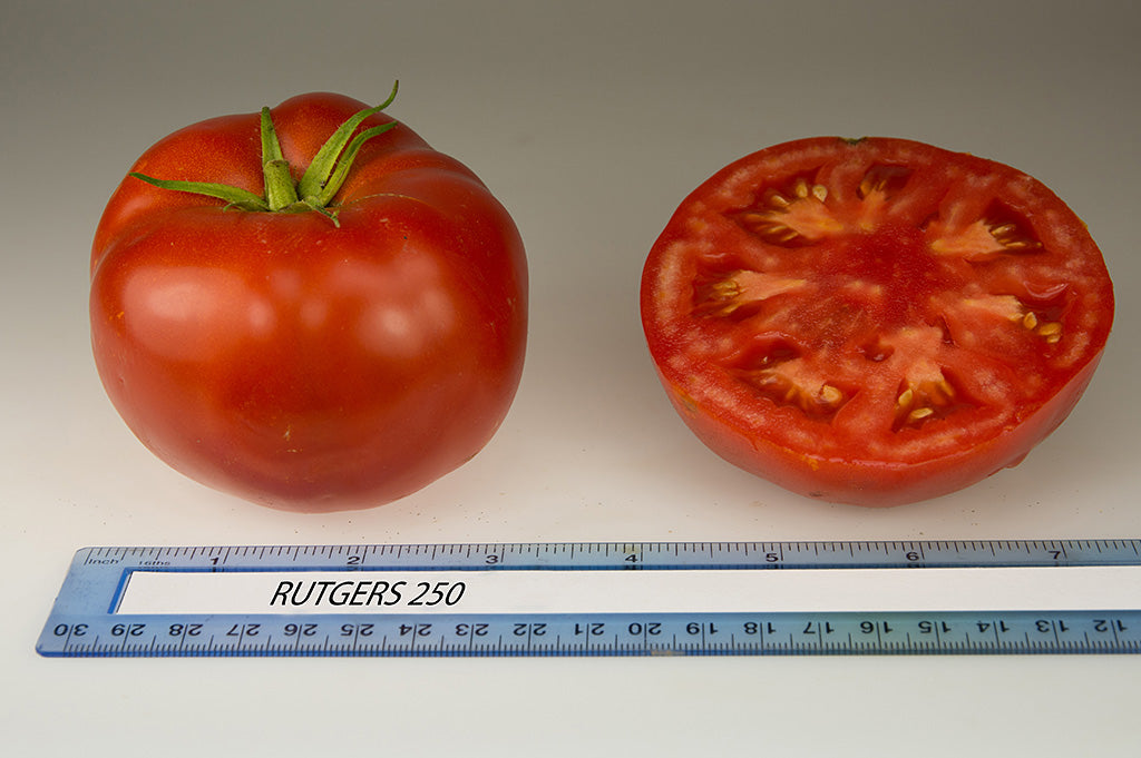 Rutgers 250 Tomato Seeds