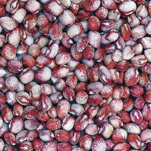 may flower seeds Mayflower Bean