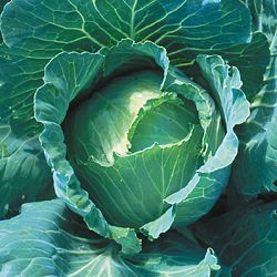 (Not Available for 2024) Copenhagen Market Cabbage