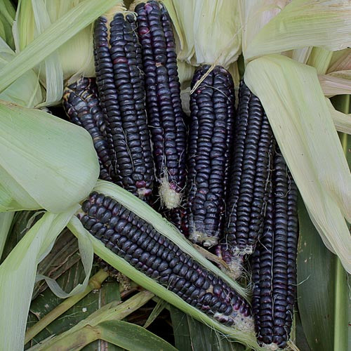 (Not Available for 2024) Black Aztec Ornamental Corn