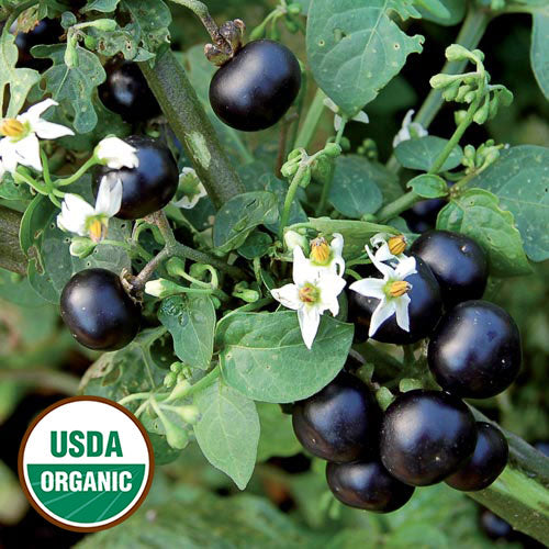 Organic Garden Huckleberry