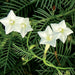 (Not Available for 2024) White Cypress Vine