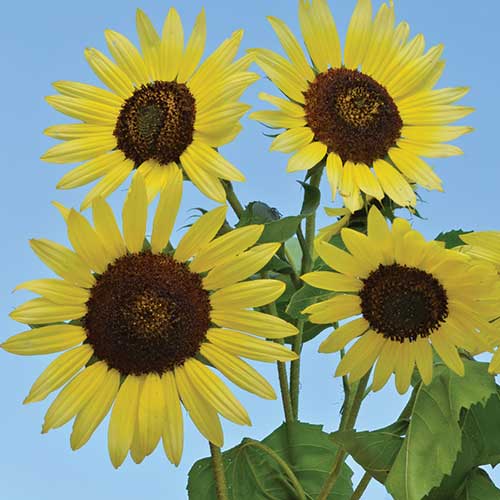 Sunflower Giant Primrose