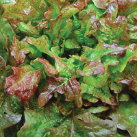 Bronze Arrowhead Lettuce