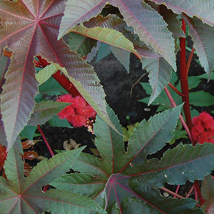 Castor Bean Seeds  Rohrer Seeds