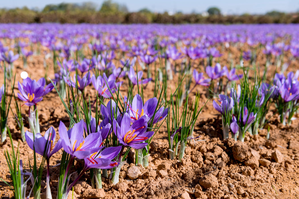 Saffron Crocus Bulbs (25/pk)