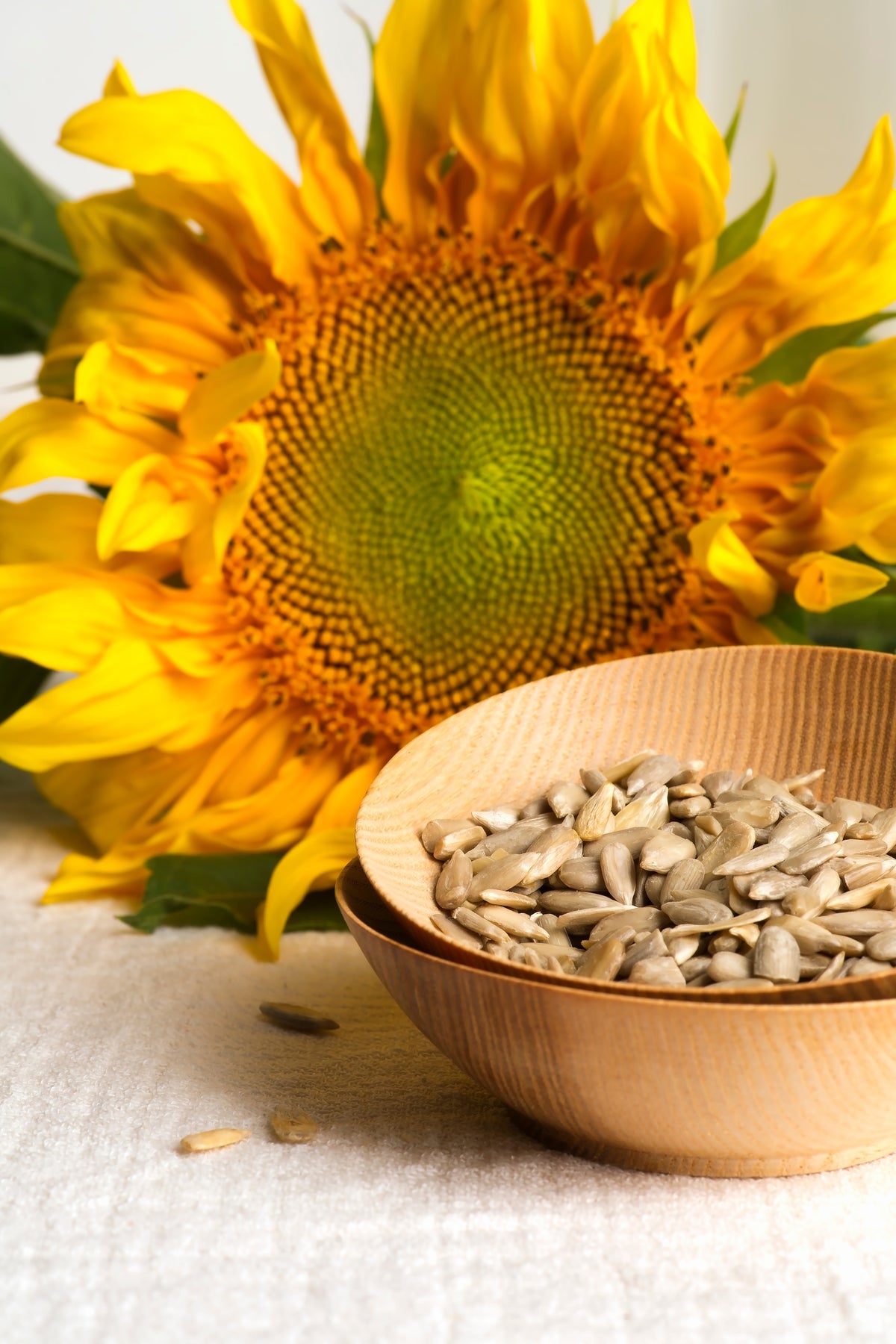 Salt N' Roast Hybrid Sunflower Seeds — Rohrer Seeds