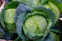 Savoy Perfection Cabbage (CURRENTLY UNAVAIL.)