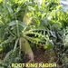 Tecomate Root King Radish