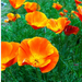 California Poppies Scatter Can