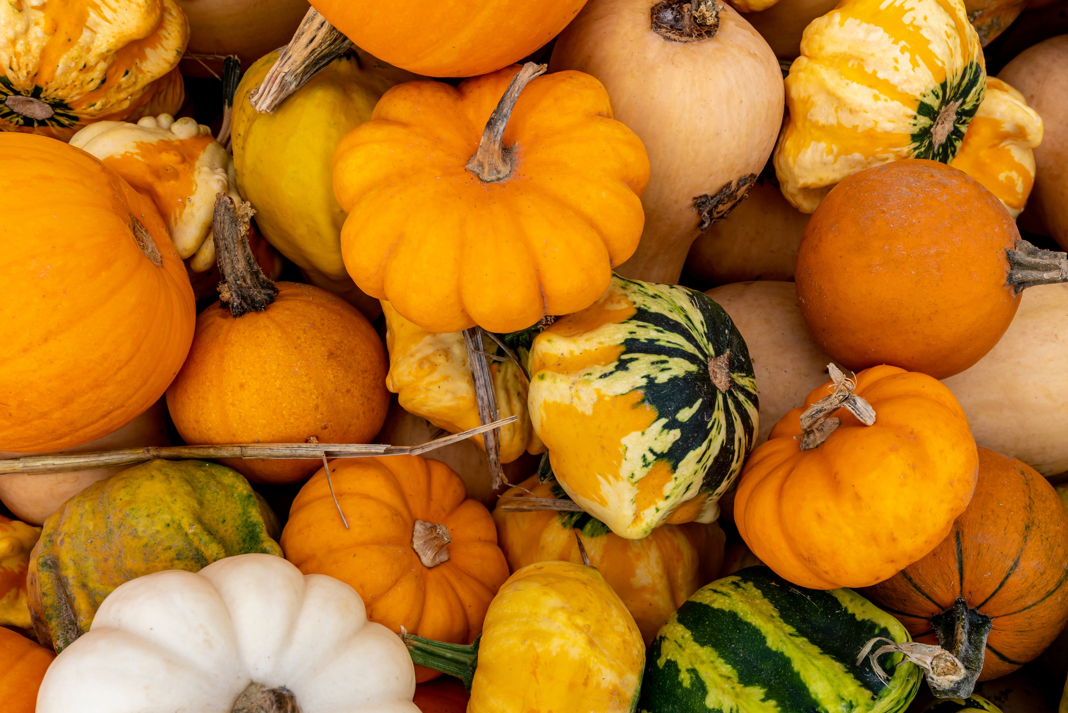 Small Fruited Mixed Gourd Seeds — Rohrer Seeds