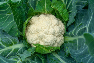 Snowball Self-blanching Cauliflower