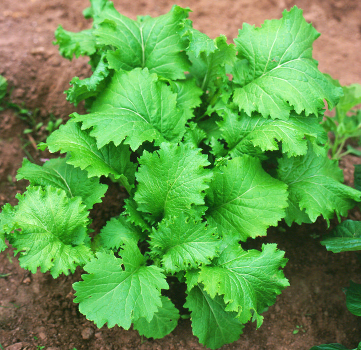 mustard seeds for planting Southern Giant Curled Mustard Seeds Southern Giant Curled Mustard (1/4 Lb)
