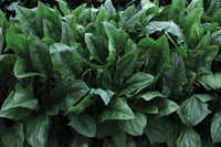 Imperial Star Spinach