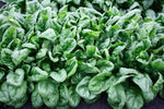 Olympia Hybrid Spinach