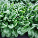 Olympia Hybrid Spinach Seeds