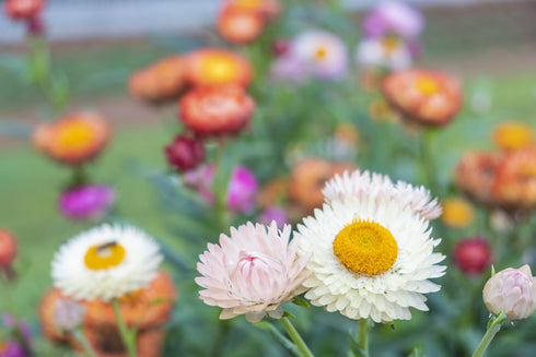 Flowers S-Z — Rohrer Seeds