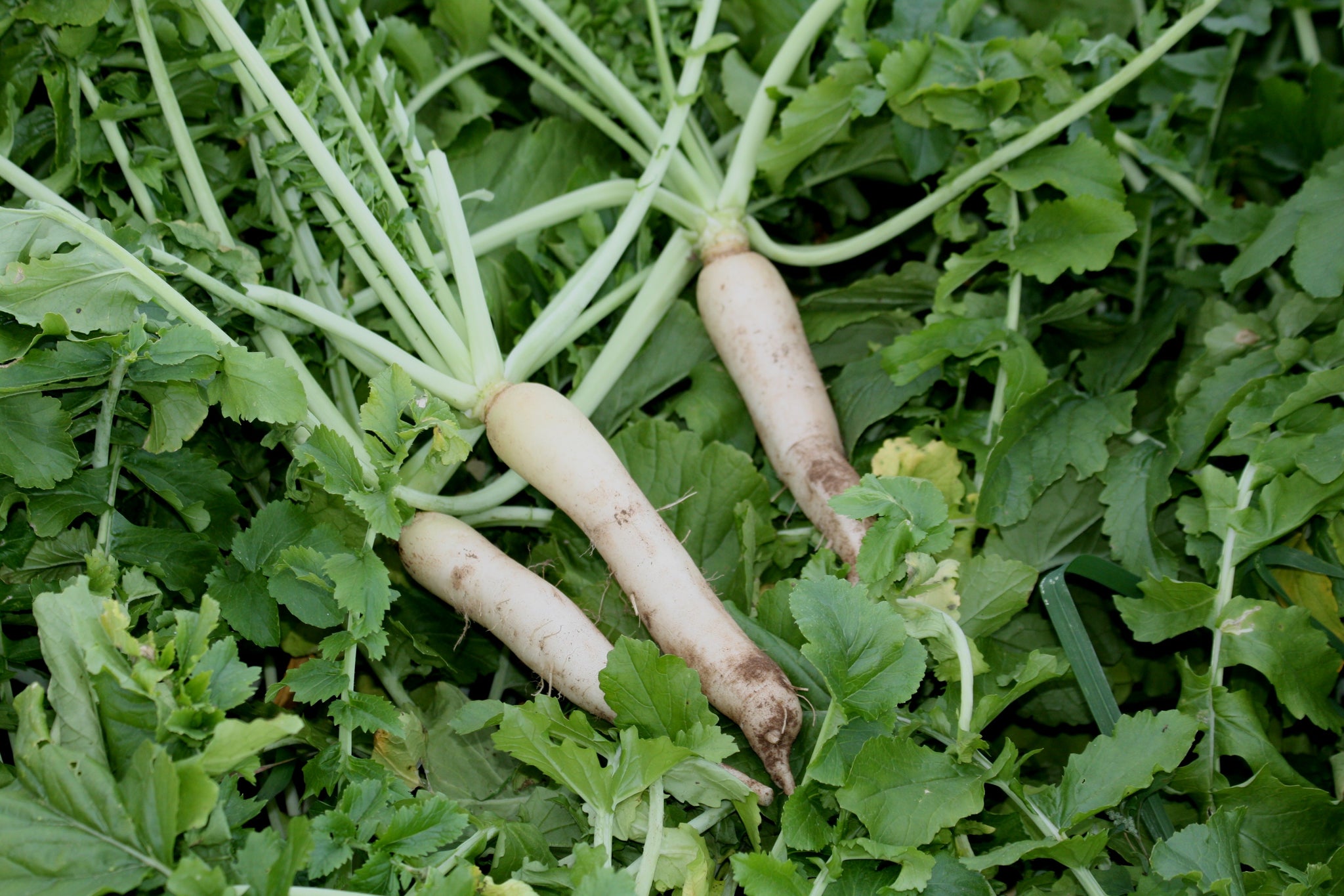 Groundhog Radish, Cover Crop Seeds Rohrer Seeds