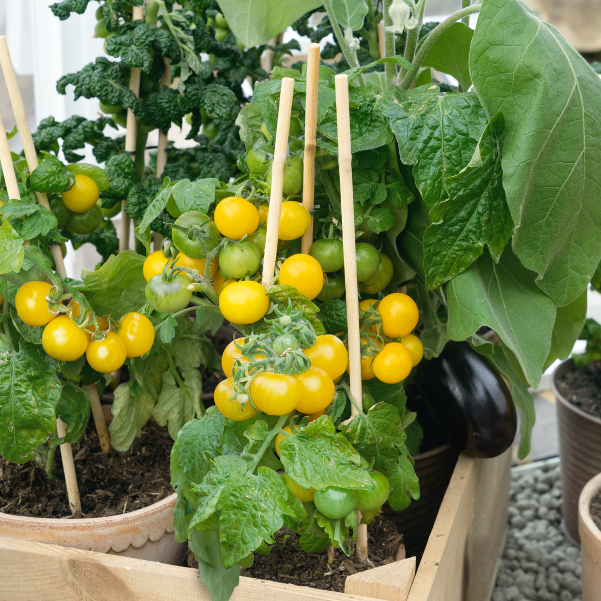 Patio Choice Yellow Cherry Tomato (30 seeds), Container Collection