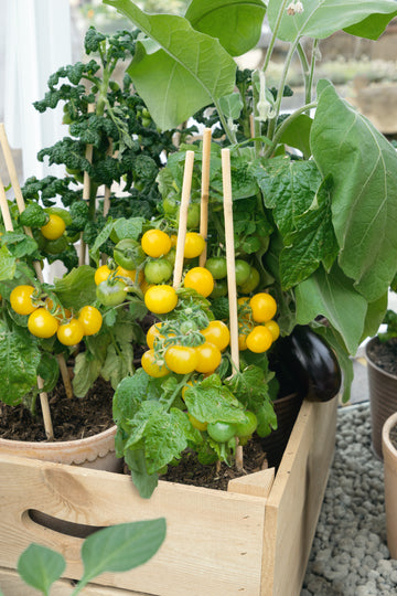 Patio Choice Yellow Cherry Tomato (30 seeds), Container Collection